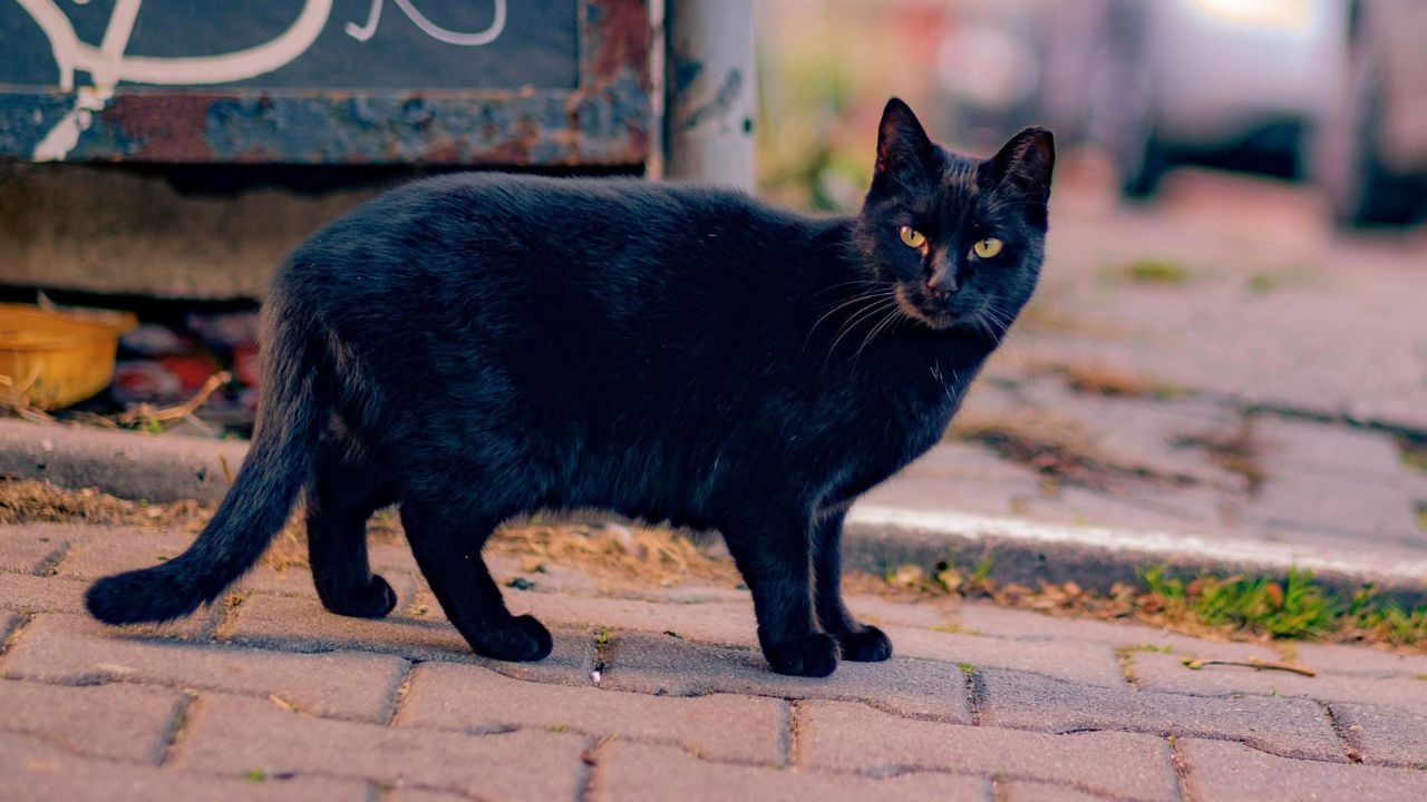 Operațiunea “Pisica neagră”: Onoarea nu se pierde decât o singură dată.